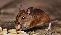 24 Hour & Emergency Exterminators in Monico, WI